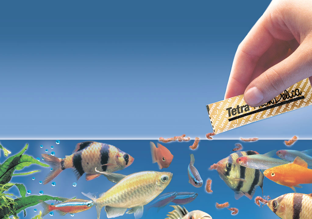 Image result for خوراک آبزیان ممنو