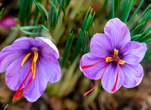 صادرات زعفران به آذربایجان،  Exporting saffron to Azerbaijan، صادرات از ایران به آذربایجان، زعفران، صادرات، آذربایجان، آراد برندینگ، ایران، saffron ،export ،Iran ،Azerbaijan ،Trade ،Business
