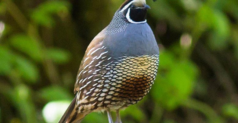 Image result for آشنایی با کارآفرینی پرورش بلدرچین