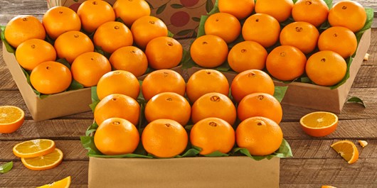 صادرات روزانه 500 تن پرتقال از مازندران به کشورهای حاشیه خلیج فارس ...