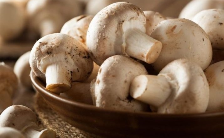 Image result for قارچ