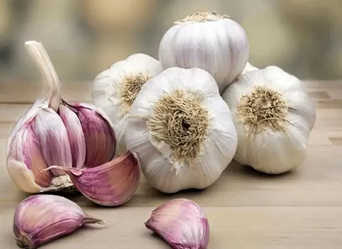 صادرات سیر به هندوستان