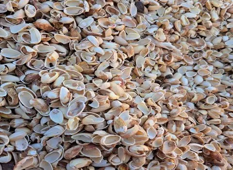 ارادبرندینگ، صادرات، تجارت، آرادبرندینگ، صادرات به ترکیه، صادرات پوست پسته