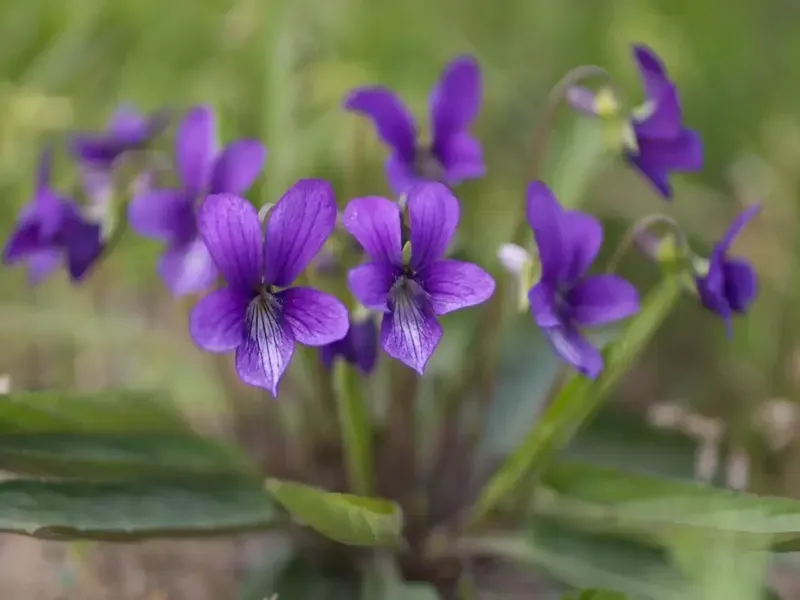 گیاه بنفشه کوهی