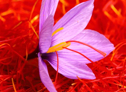 صادرات زعفران به آذربایجان،  Exporting saffron to Azerbaijan، صادرات از ایران به آذربایجان، زعفران، صادرات، آذربایجان، آراد برندینگ، ایران، saffron ،export ،Iran ،Azerbaijan ،Trade ،Business