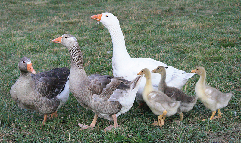 Image result for غاز صادراتی